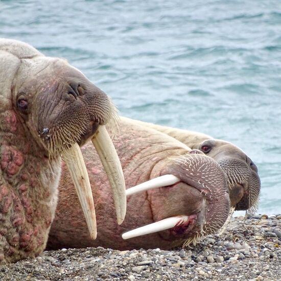 Rundum Spitzbergen - Arktischer Sommer